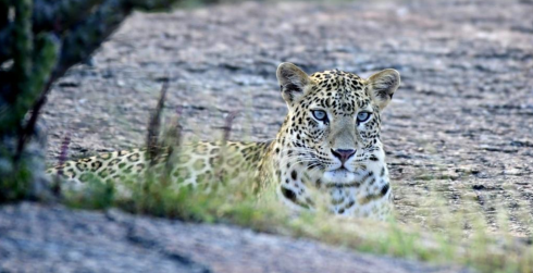 The Last Lions on Earth: Experience a Lion Safari in India at Sasan Gir with Aranya